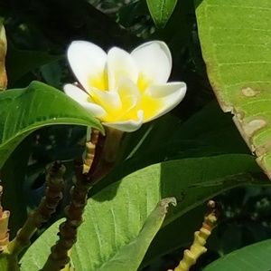 Meet your Posher, Hoosh